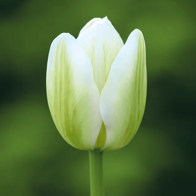 Sarah Raven Bulbs Tulip Green Spirit Blumenzwiebeln 10 Stück grün
