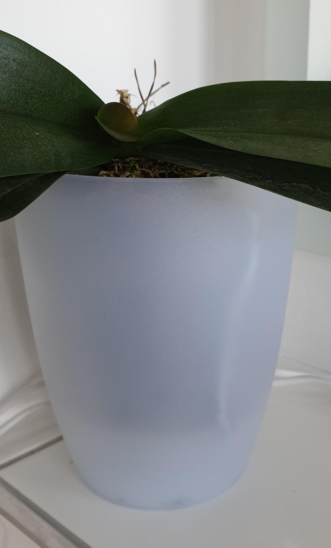 elho Brussels Orchidee Duo Blumentopf 25 cm transparent Doppel