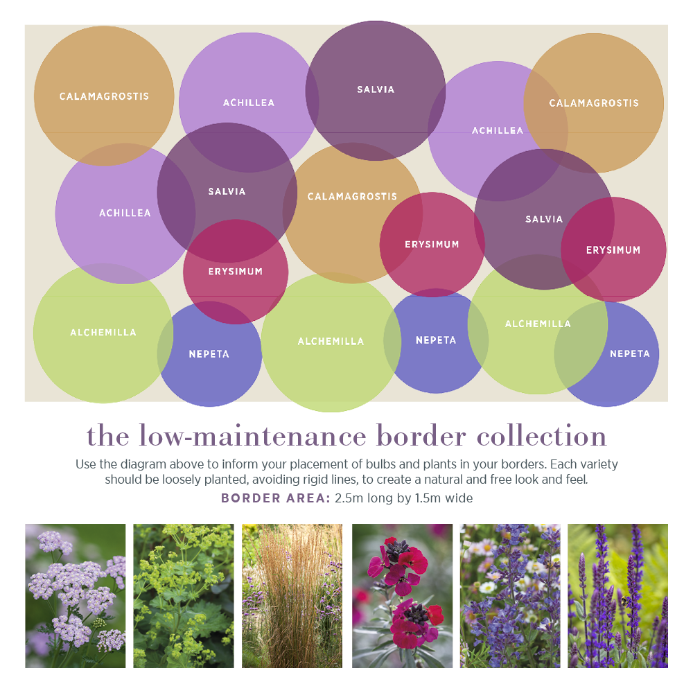 Sarah Raven Plants Low Maintenance Border Collection Pflanzen 18x9cm pflegeleicht
