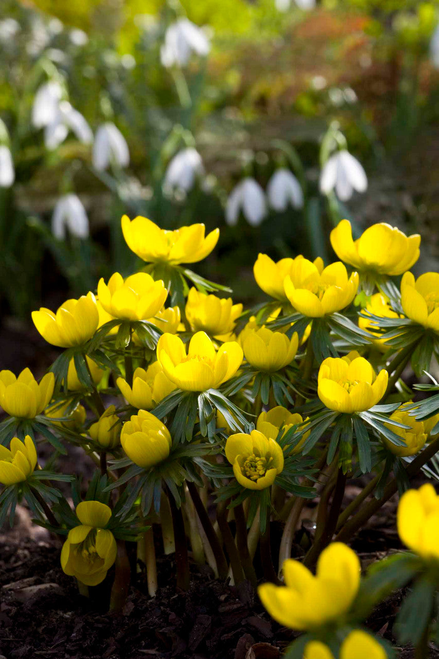 Sarah Raven Bulbs Eranthis Cilicica Blumenzwiebeln 25 Stück gelb
