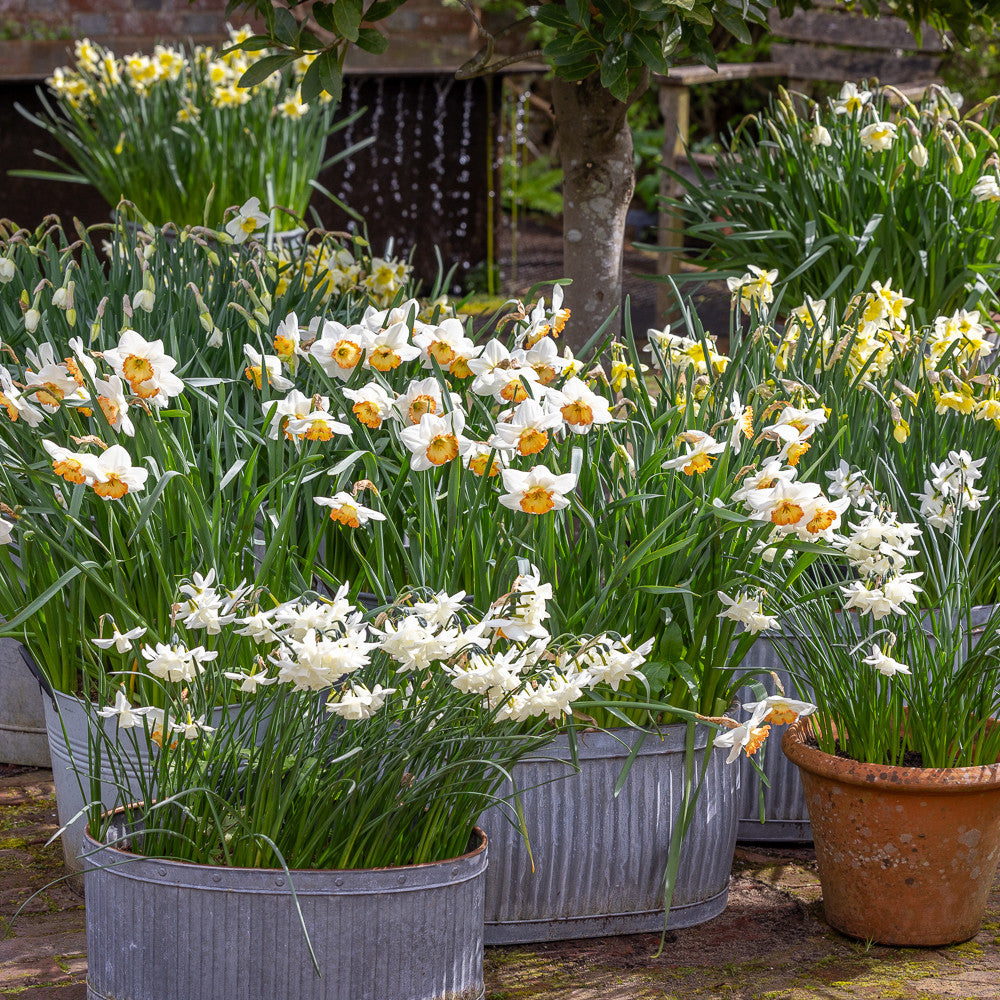 Sarah Raven Bulbs New Scented Narcissus Narzissen 40 Zwiebeln