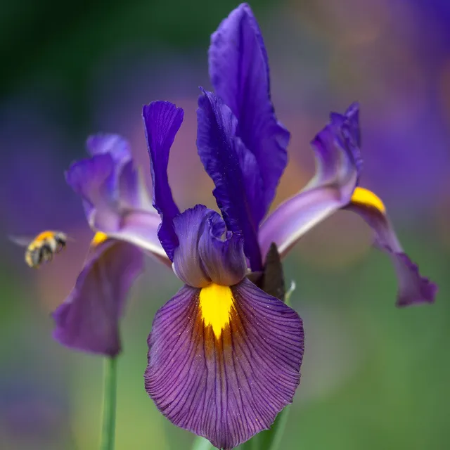 Sarah Raven Iris Eye of the Tiger Blumenzwiebeln 25 Stück