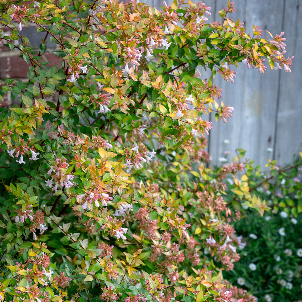 Sarah Raven Plants Abelia grandiflora Strauch 2 Liter Topf