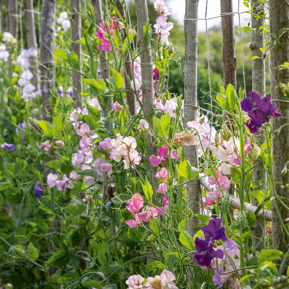 Sarah Raven Seeds Aegean Summer Sweet Pea Samen 20 duftend