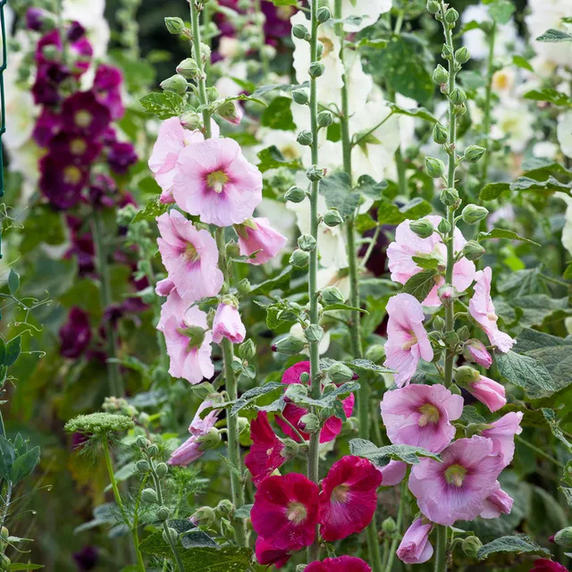 Sarah Raven Alcea Hollyhock Mix Pflanzen 3x 9cm Topf
