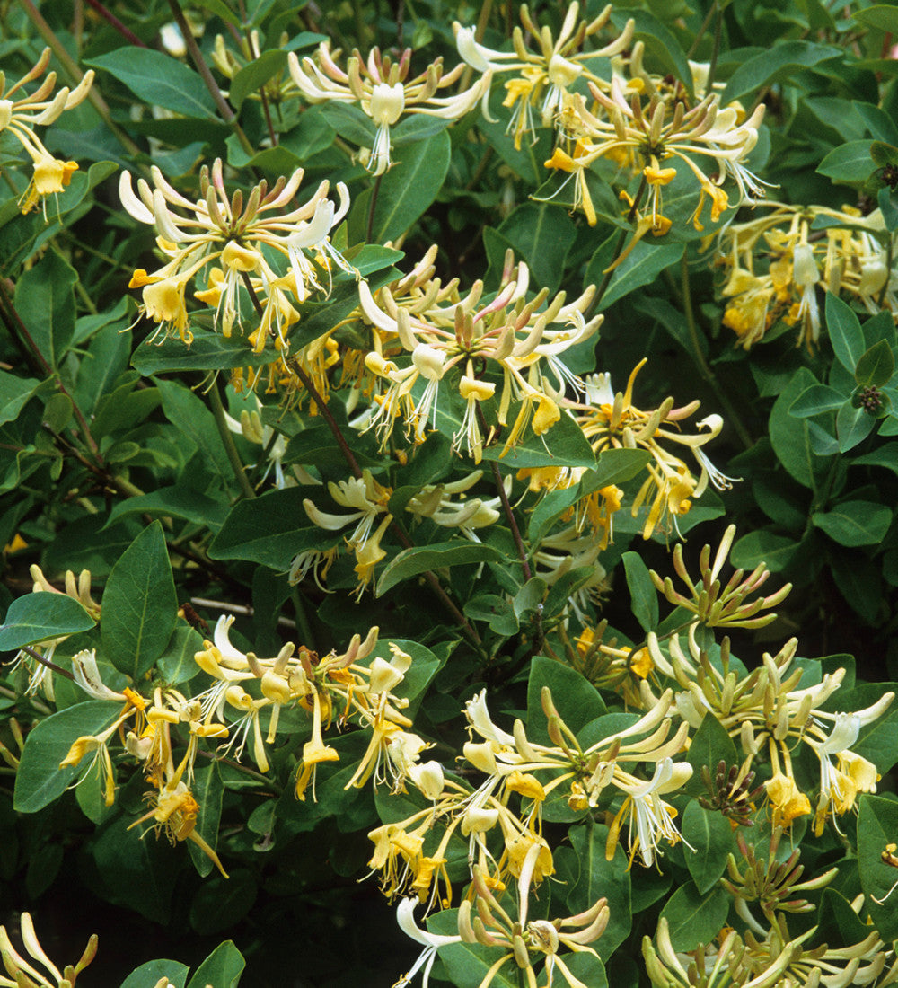 Sarah Raven Plants Lonicera Graham Thomas Pflanze 2L gelb
