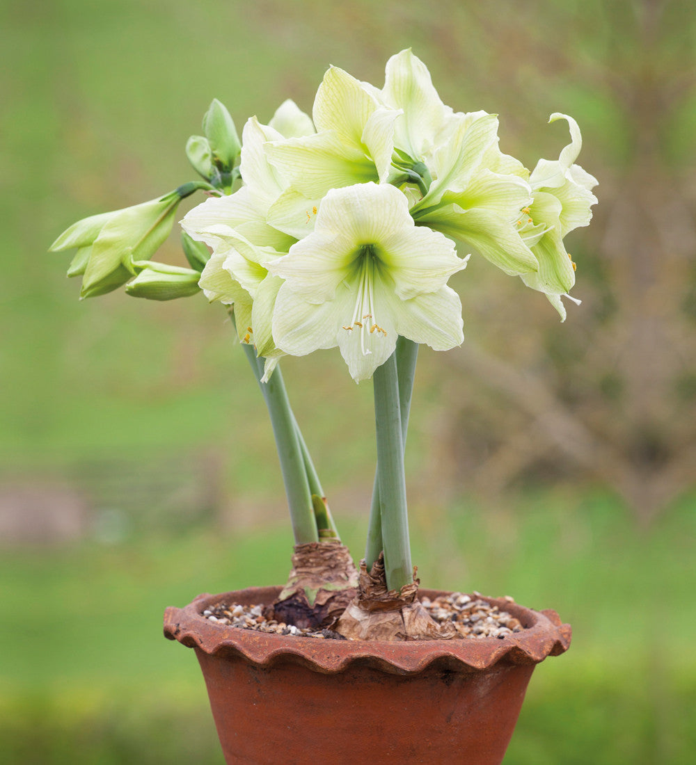Sarah Raven Bulbs Amaryllis Lemon Star Blumenzwiebel 1 Stück