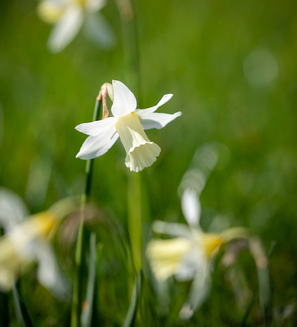Sarah Raven Bulbs Narcissus 'Elka' Zwiebeln 30 Zwiebeln elfenbein