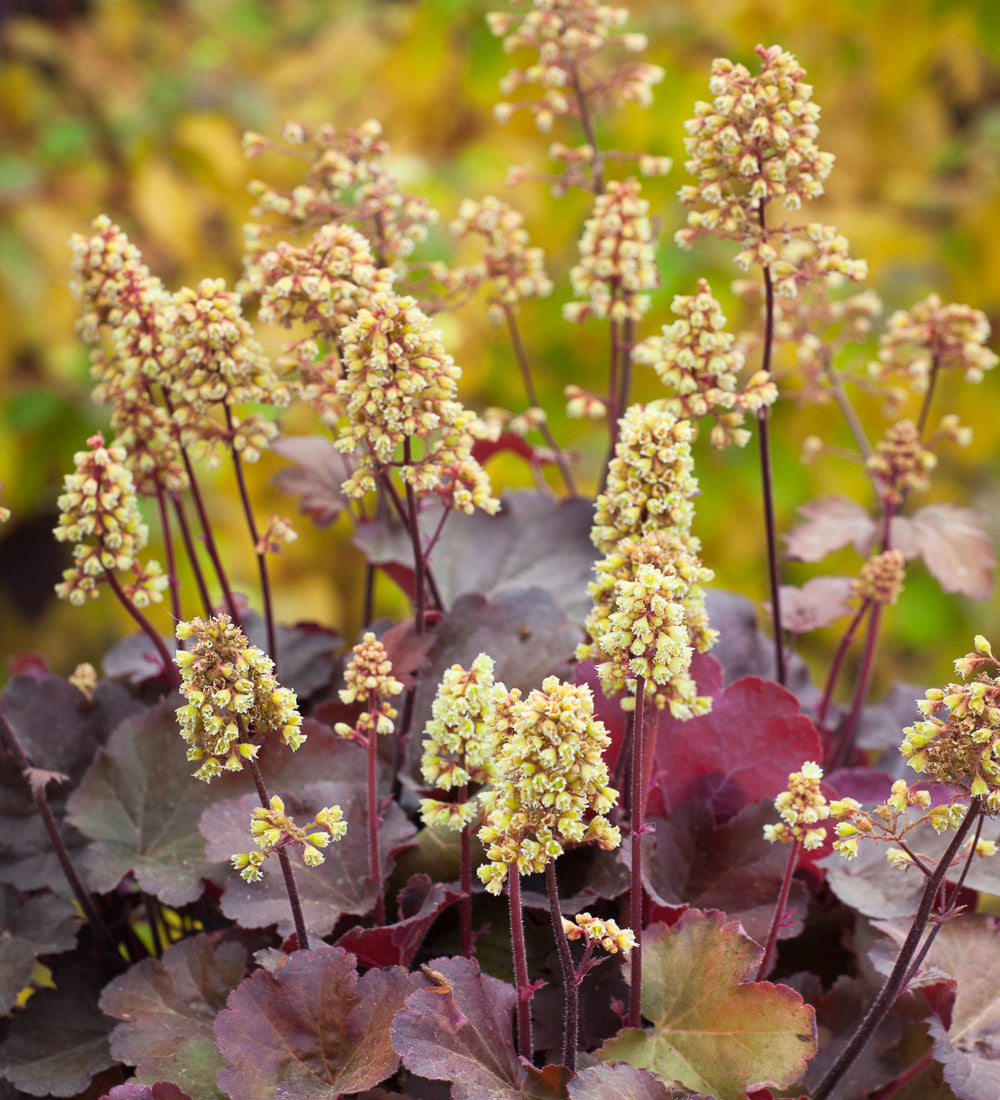 Sarah Raven Plants Heuchera Little Cutie Blondie Pflanze 3x 9cm Topf