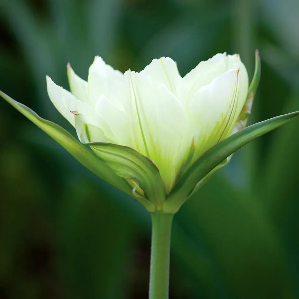 Sarah Raven Bulbs Tulpe White Valley Blumenzwiebeln 10 Stück weiß