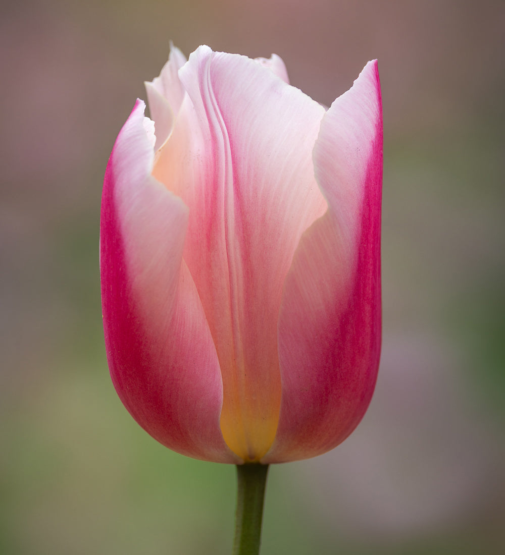 Sarah Raven Bulbs Tulip Apricot Favourite Blumenzwiebeln 10 Stück apricot