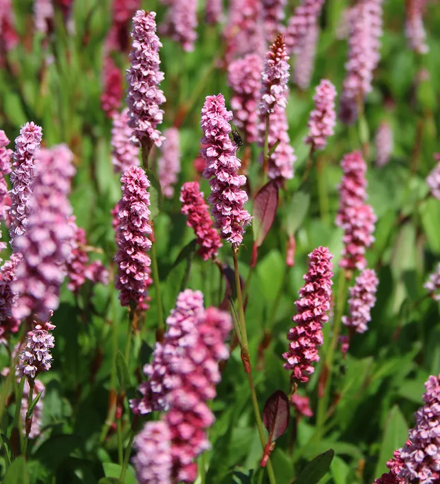 Sarah Raven Donald Lowndes Persicaria Staude 3 x 9cm rosa