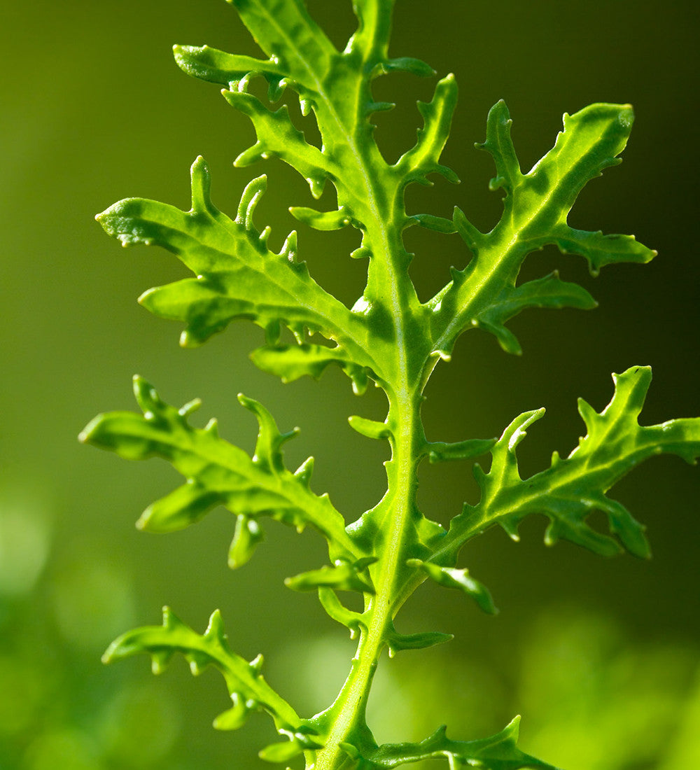 Sarah Raven Seeds Salad Leaf Autumn Winter Mix Samen 500 Samen winterhart