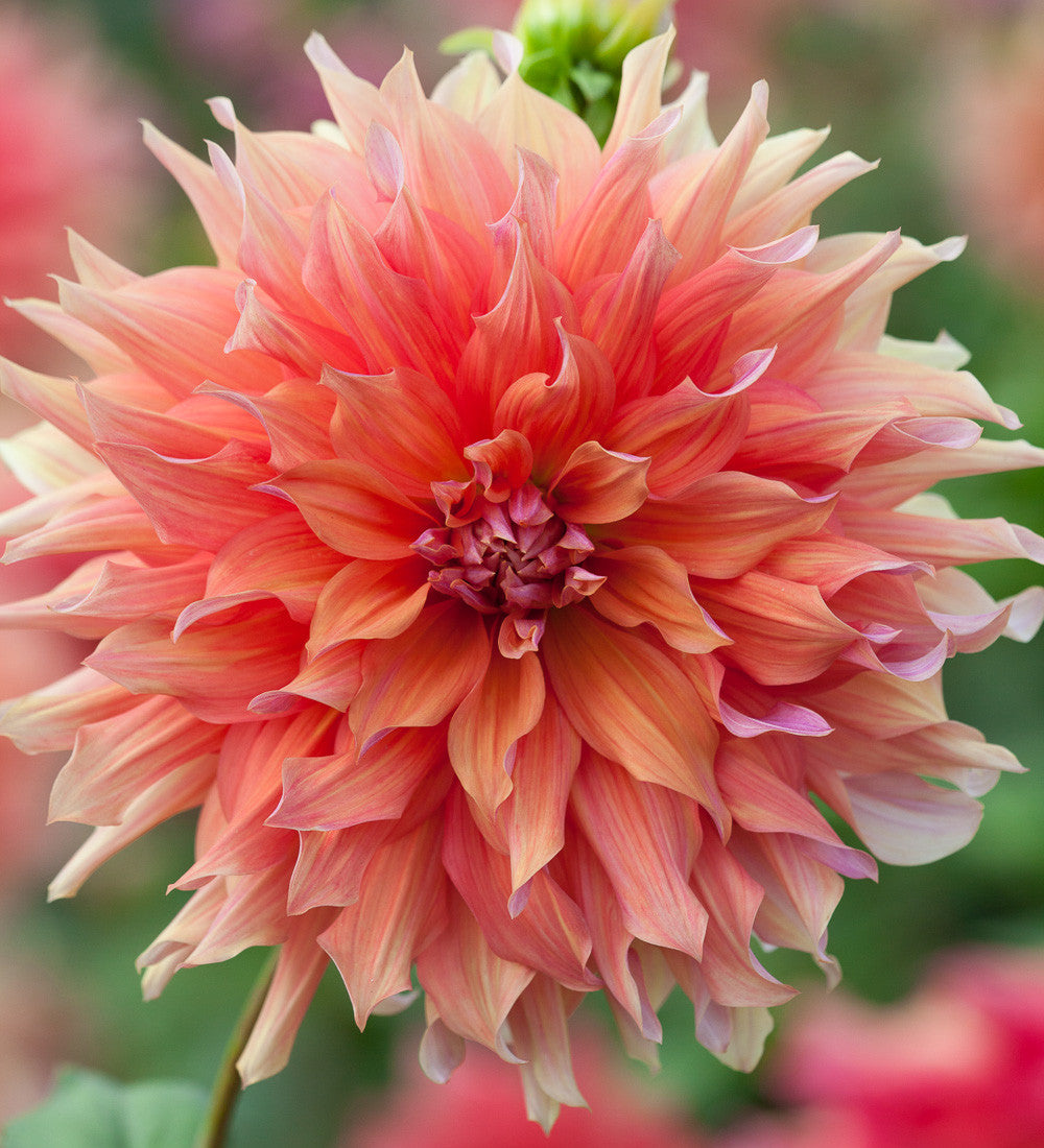 Sarah Raven Dahlien Kollektion Blumenzwiebeln 9 Knollen mix