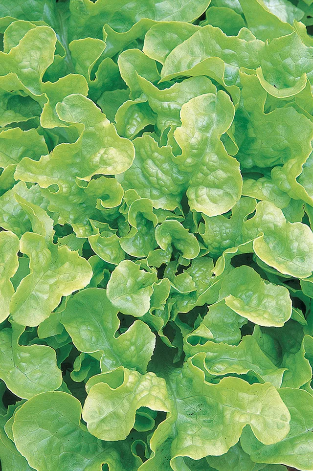 Sarah Raven Seeds Lettuce Salad Bowl Gemüsesamen 750 Samen bio