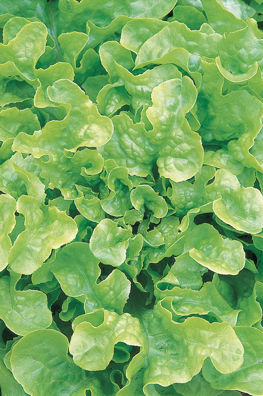 Sarah Raven Seeds Lettuce Salad Bowl Gemüsesamen 750 Samen bio