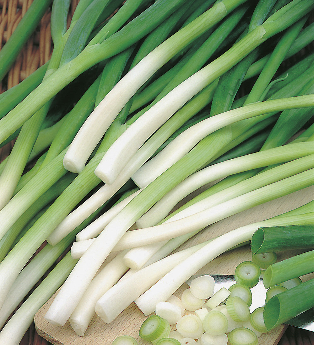 Sarah Raven Seeds Frühlingszwiebel Ishikura Bio 350 Samen