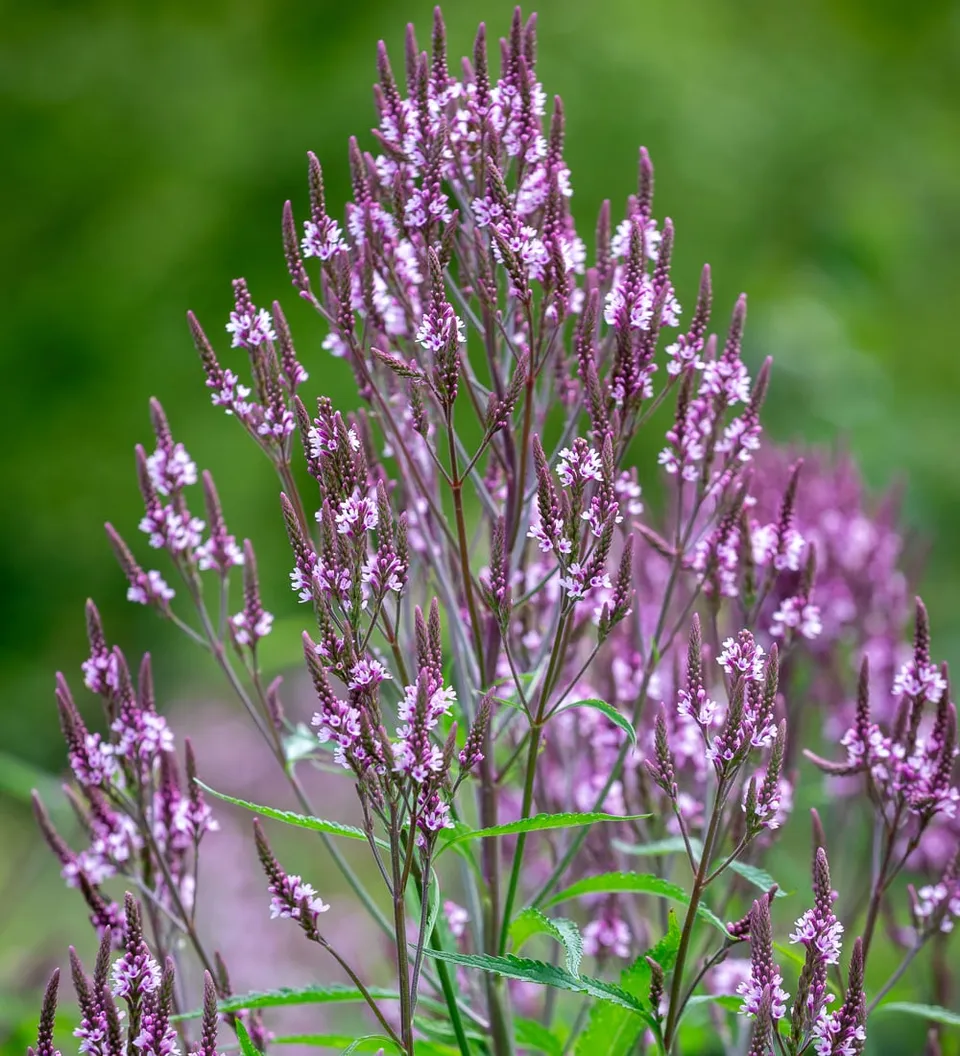 Sarah Raven Plants Verbena Pink Spires Pflanze 3x 9cm rosa
