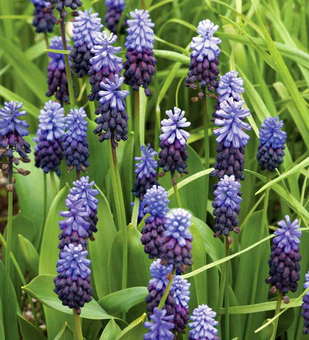 Sarah Raven Muscari latifolium Blumenzwiebeln 25 Stück blau