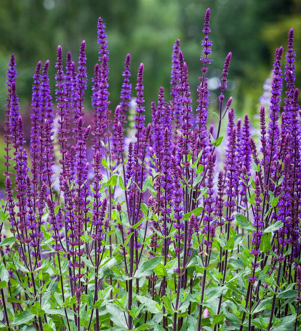 Sarah Raven Plants Salvia Caradonna Ziersalbei 5x 2L lila
