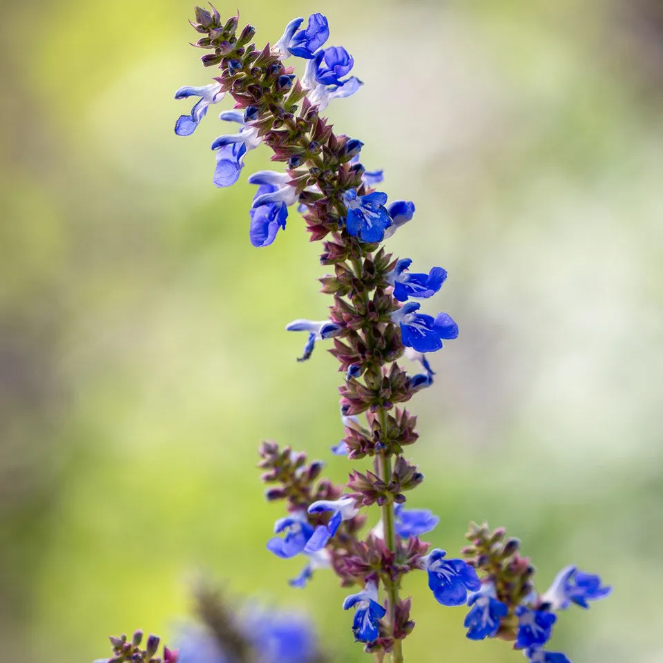 Sarah Raven Salvia Uliganosa Pflanze 1x 2-Liter-Topf türkisblau