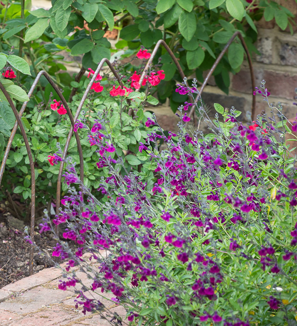 Sarah Raven Plants Salvia Nachtvlinder Pflanze 2 Liter rosa