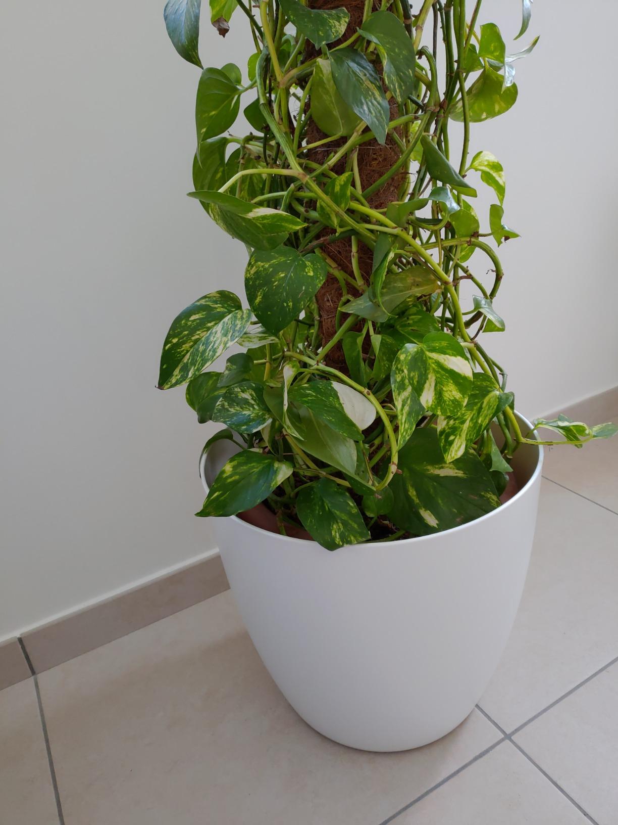 elho Brussels Rollen 35 Blumentopf Weiß mit Rollen