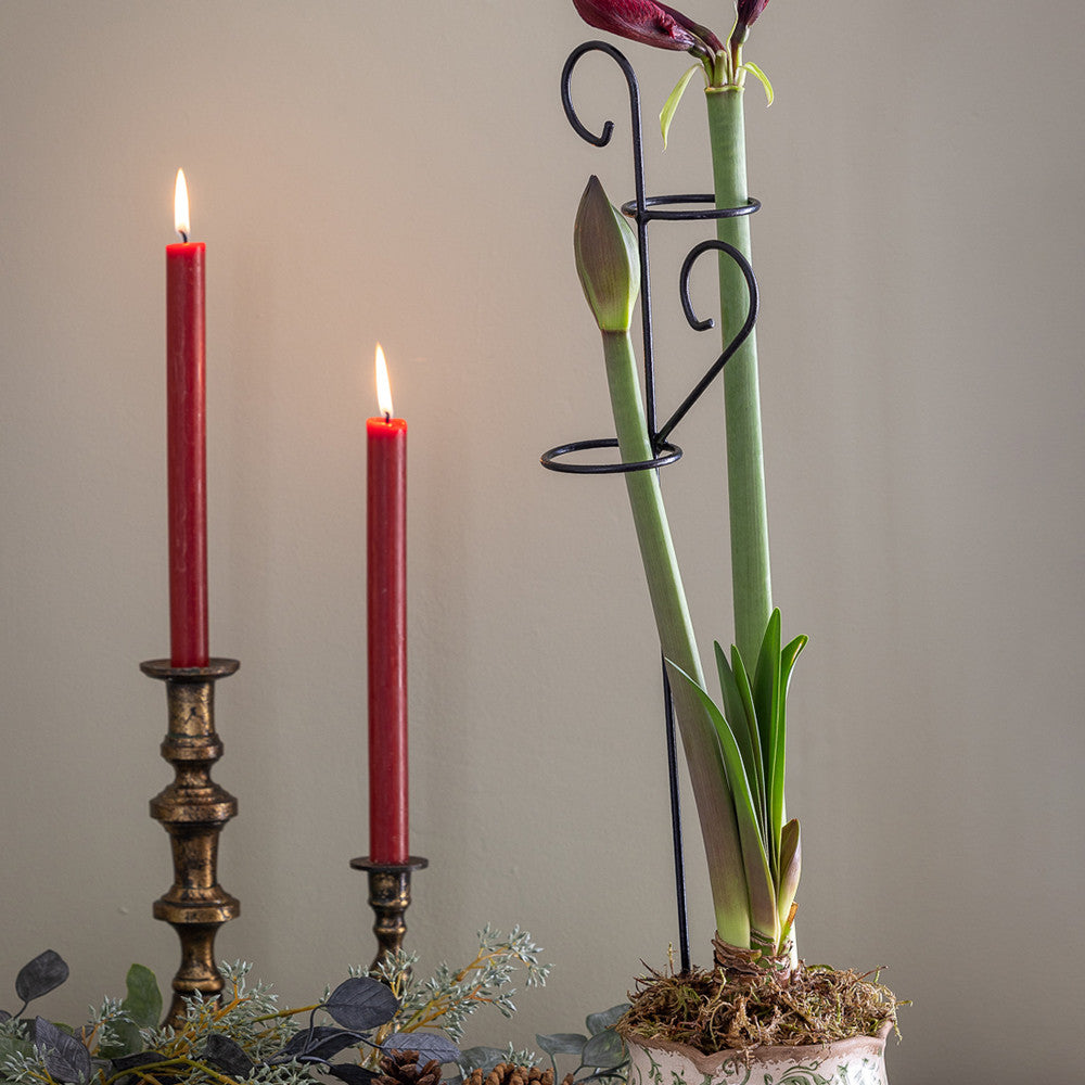 Sarah Raven Amaryllis Rankhilfe Pflanzenstütze 60 cm