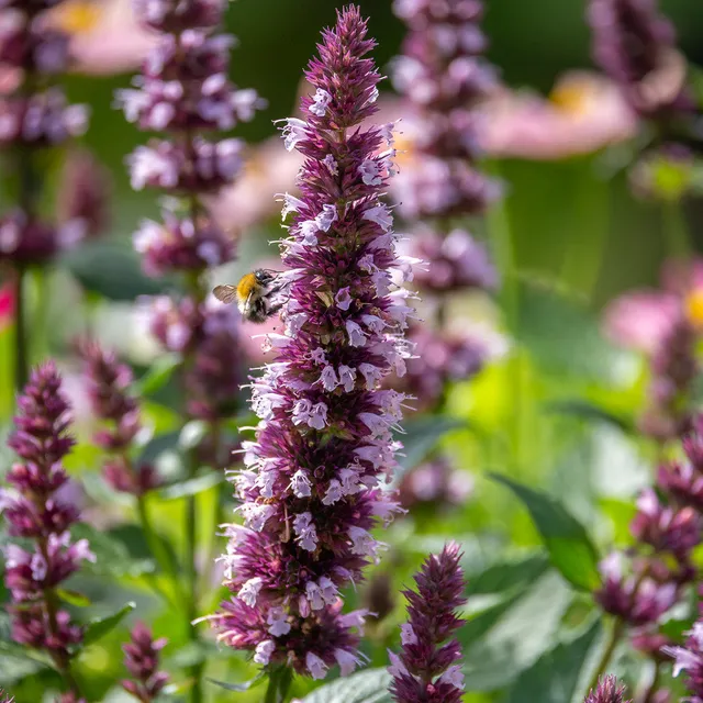 Sarah Raven Agastache Beelicious Pink Staude 3x9cm rosa