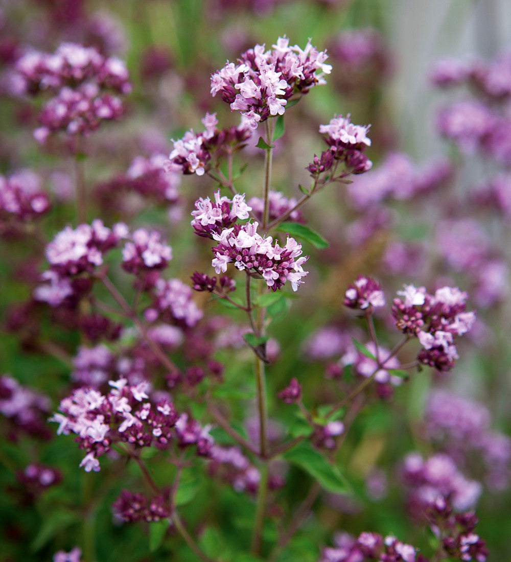Sarah Raven Seeds Wild Marjoram Origanum vulgare Samen 500 Samen bienenfreundlich