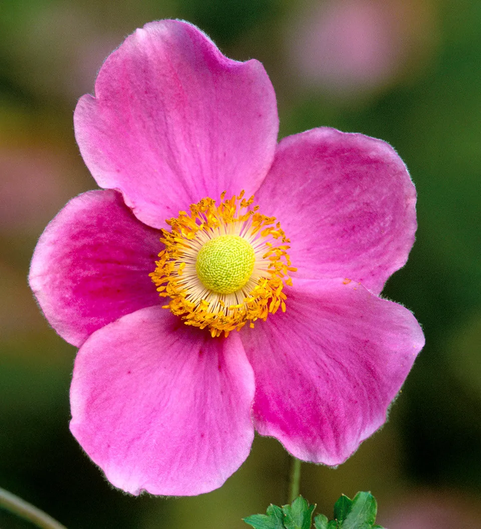Sarah Raven Plants Anemone Hadspen Abundance Pflanze 3x 9cm