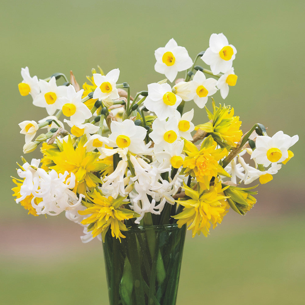 Sarah Raven Narcissus Rip Van Winkle Blumenzwiebeln 20 Stück früh