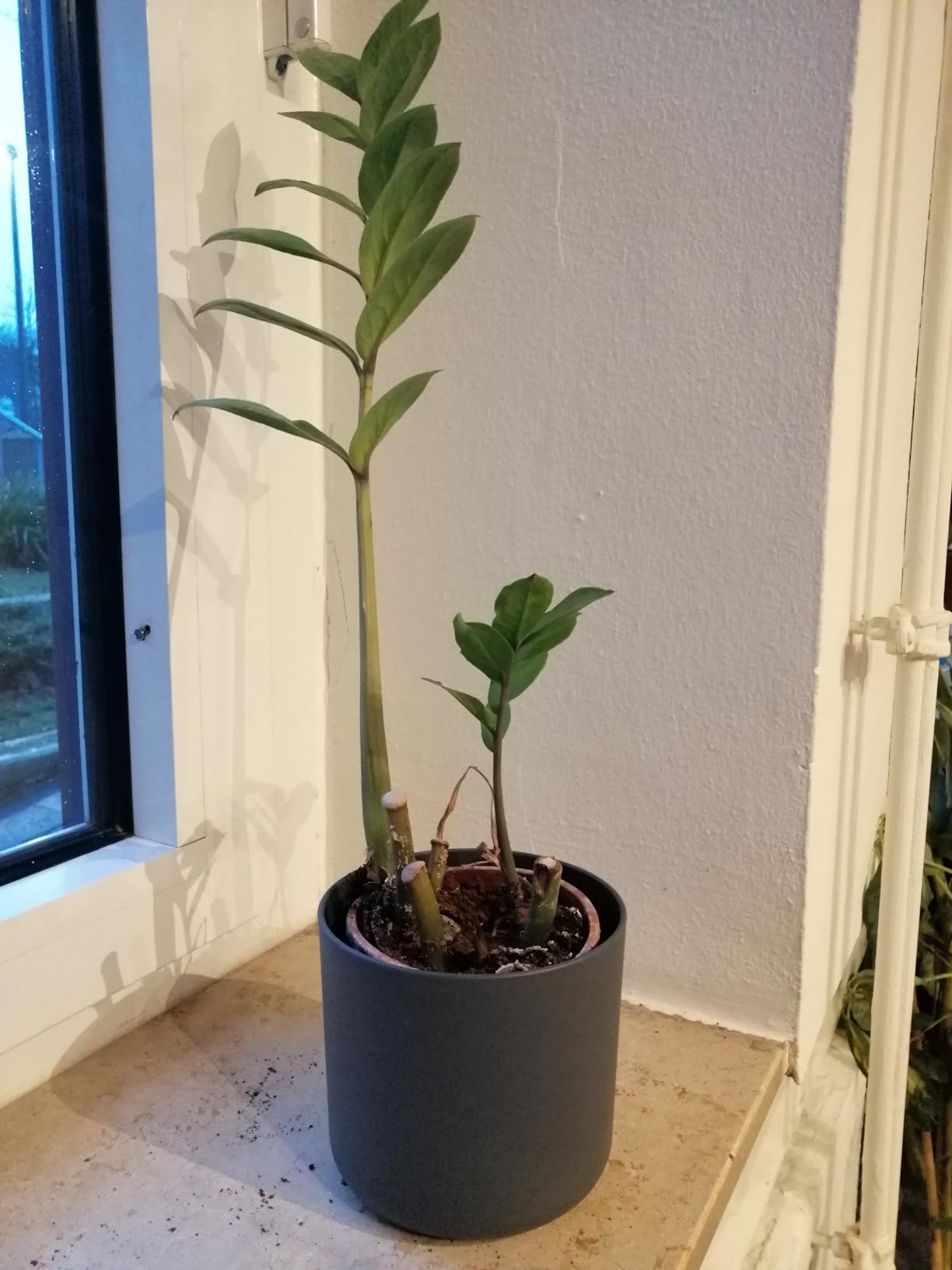 elho B.for Soft Rund Blumentopf 18 Anthracite 3er Set Innen