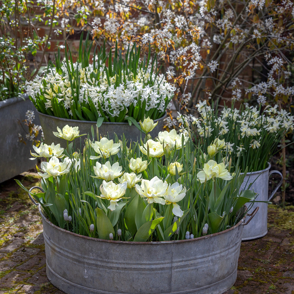 Sarah Raven Bulbs White Garden Blumenzwiebeln 80 Weiss Mix