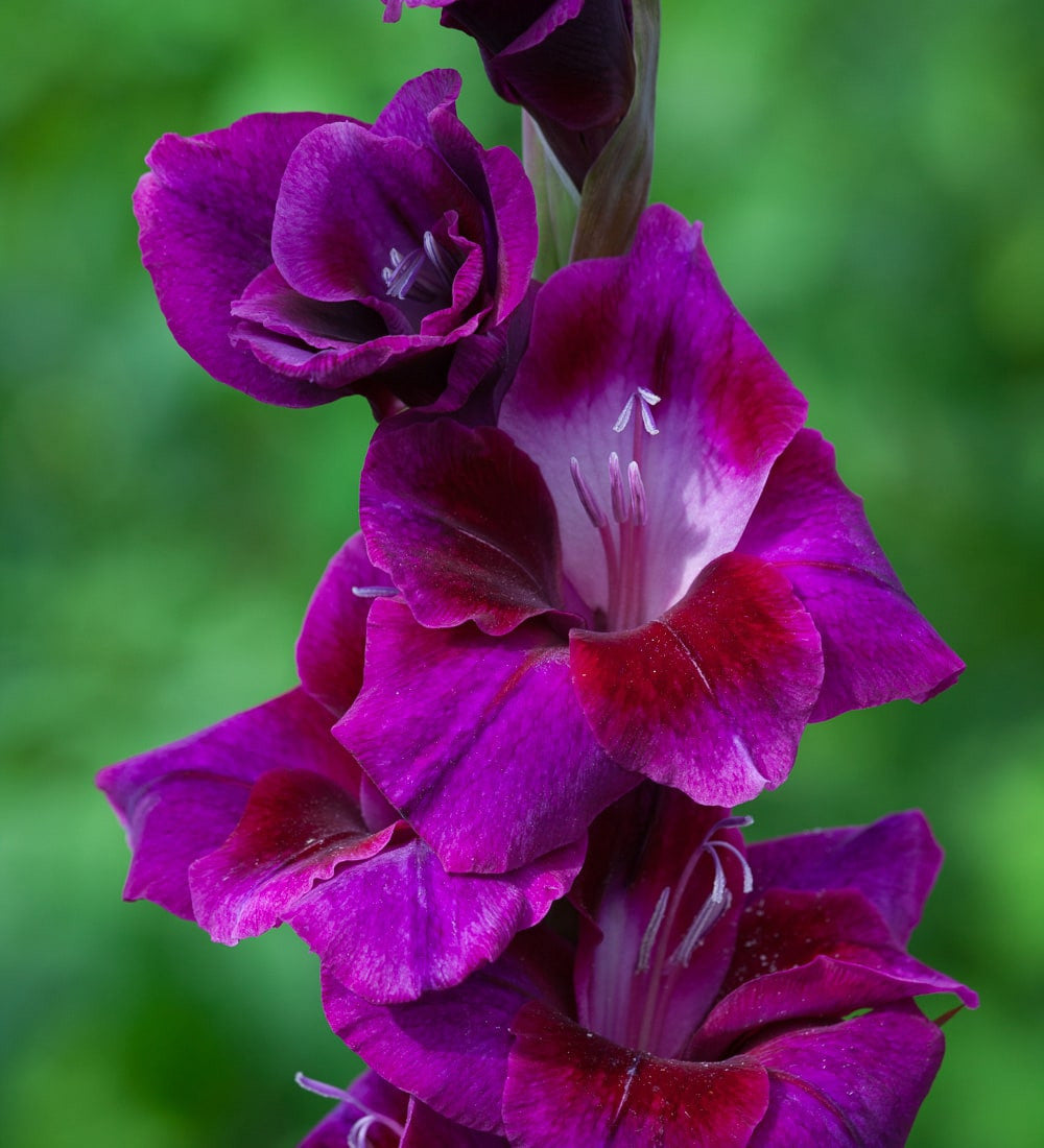 Sarah Raven Bulbs Jewel Gladioli Gladiolen 60 Knollen Mix