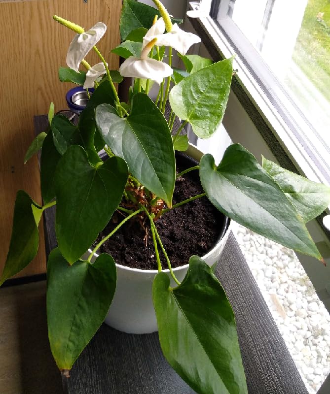 elho Brussels Blumentopf 22cm schwarz metallic rund für innen