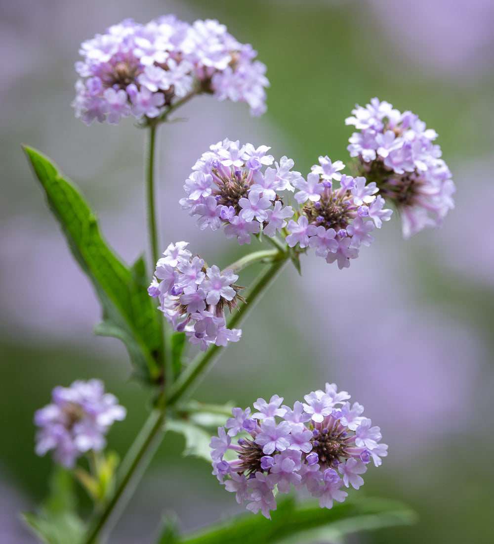 Sarah Raven Plants Verbena Polaris Pflanze 1 x 2 Liter Topf Lila