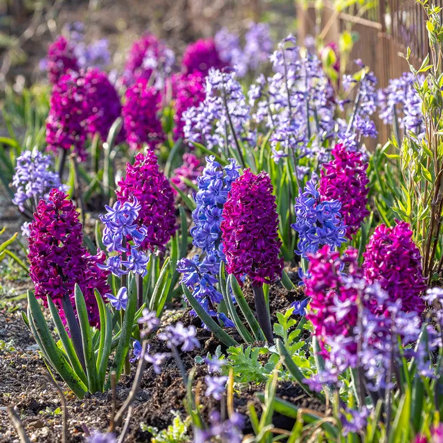 Sarah Raven Bulbs Hyazinthen Kollektion Zwiebeln 15 Zwiebeln