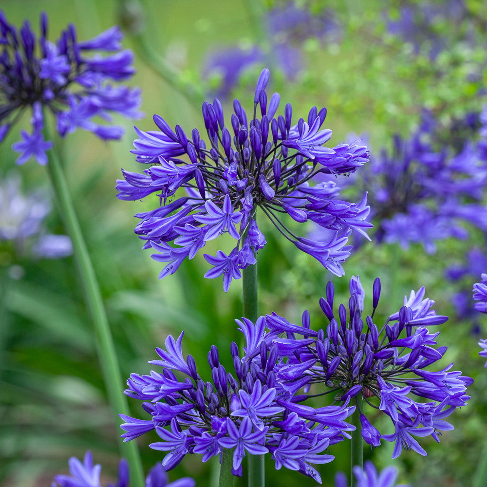 Sarah Raven Agapanthus Midnight Star Pflanze 1x 2 Liter Topf