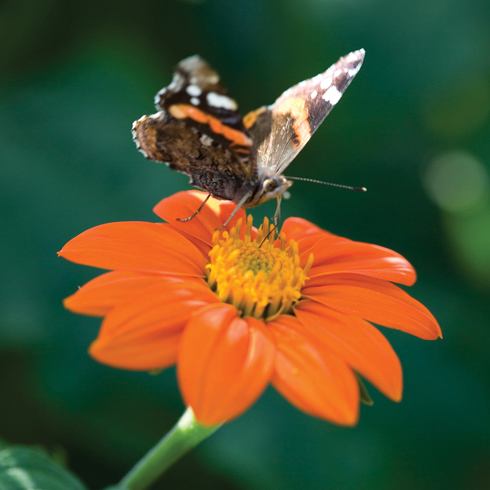 Sarah Raven Seeds Tithonia Torch Blumen 50 Samen Orange