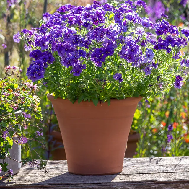 Sarah Raven Classic Terracotta Pots Pflanztopf 7,5 Zoll frostfest