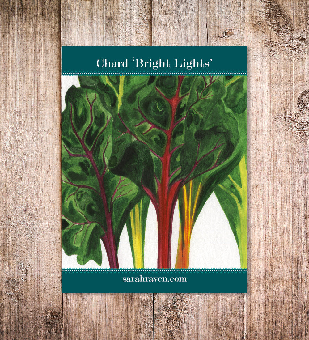 Sarah Raven Seeds Mangold Bright Lights Samen 100 Stück bunt