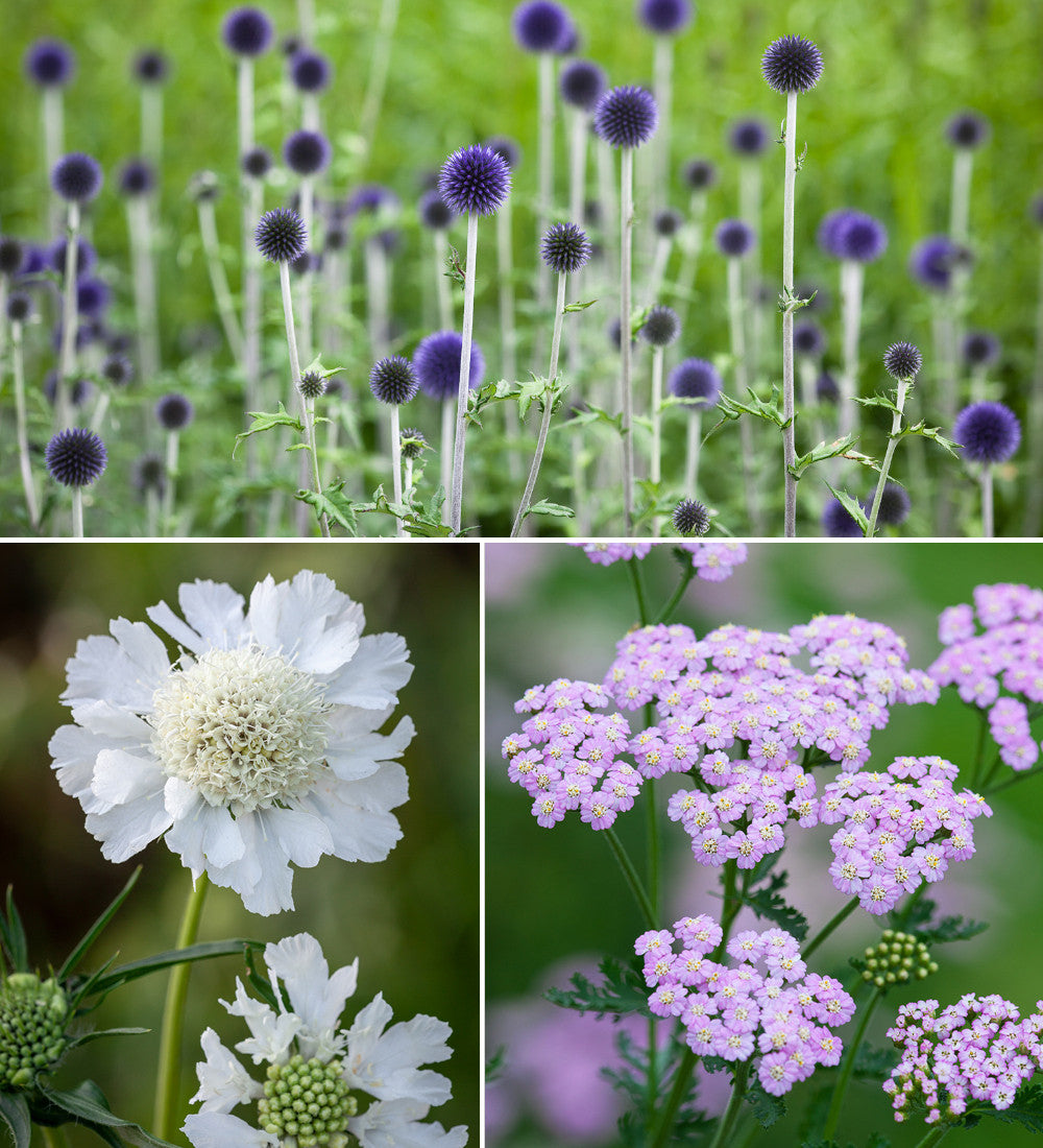 Sarah Raven Plants Loved by Pollinators Stauden 18x 9cm Bienenmischung