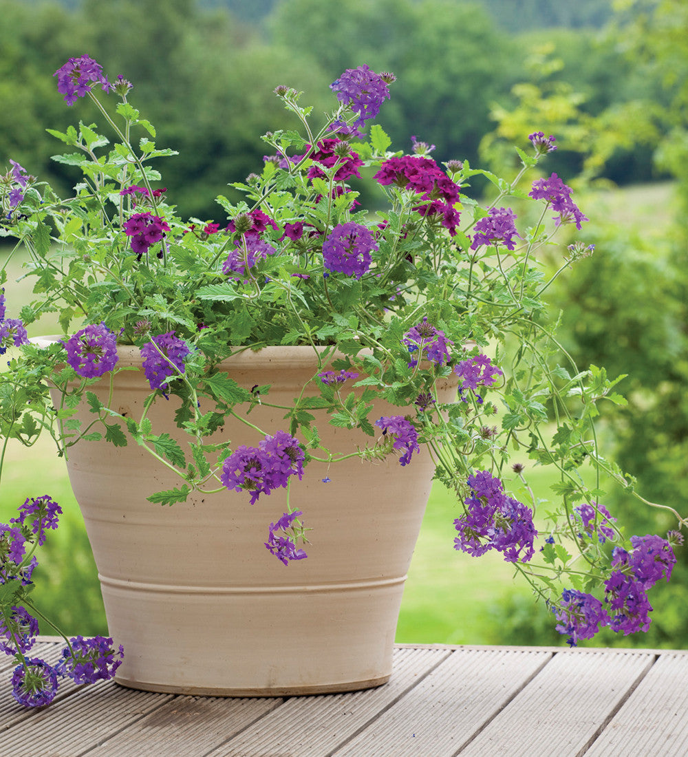Sarah Raven Plants Verbena Homestead Purple Pflanze 3x 9cm lila