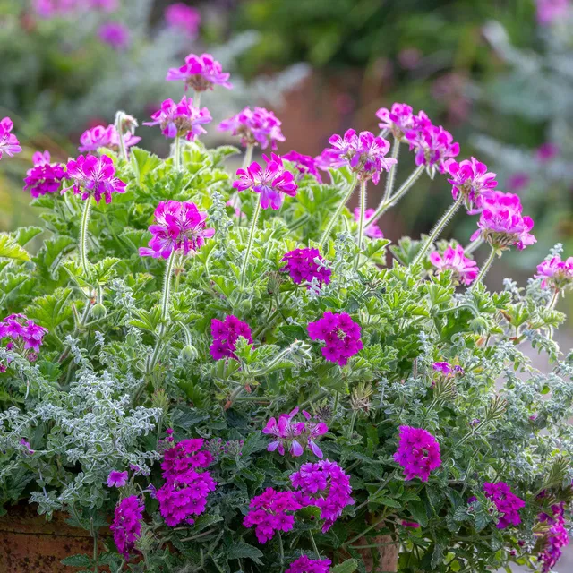 Sarah Raven Plants Pink Velvet Kollektion 9x9cm Balkon