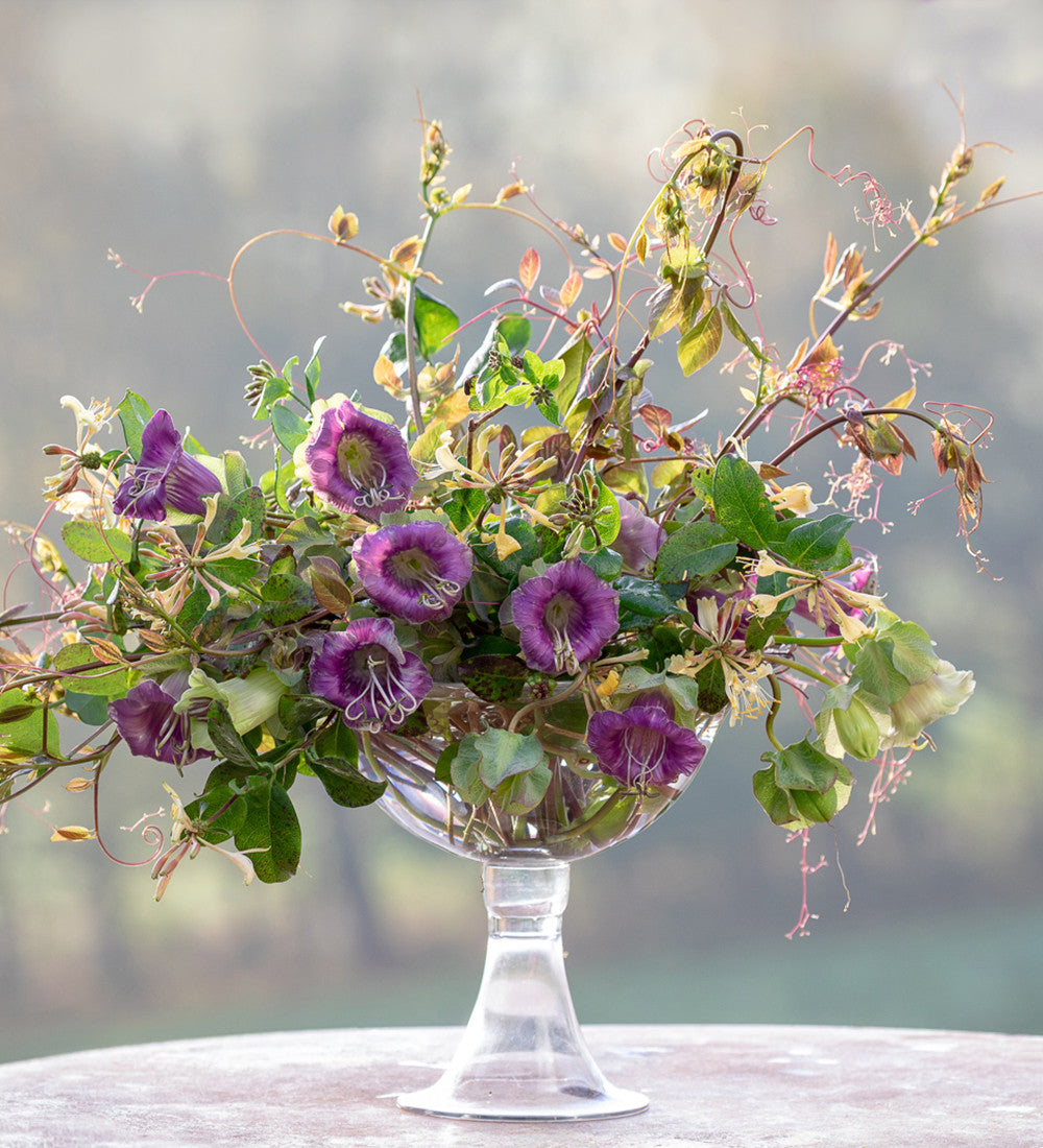 Sarah Raven Cobaea scandens Samen 20 Stück Kletterpflanze