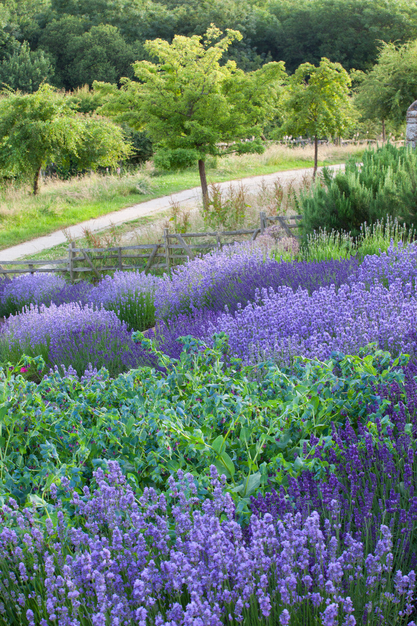 Sarah Raven Plants Lavendel Hidcote Pflanze 3x 9cm duftend lila