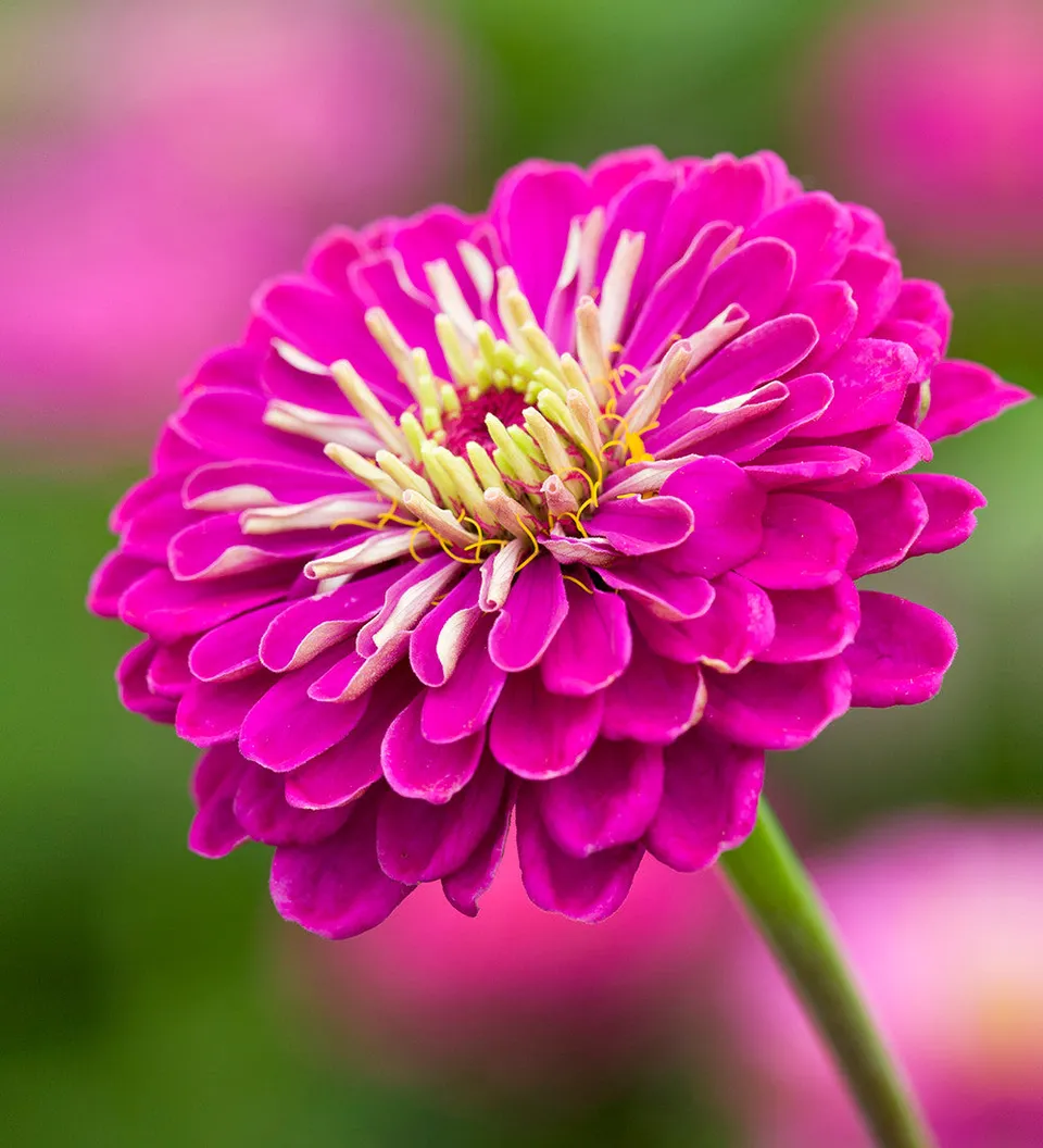 Sarah Raven Plants Zinnia Benary's Giant Purple 6x9cm Pink