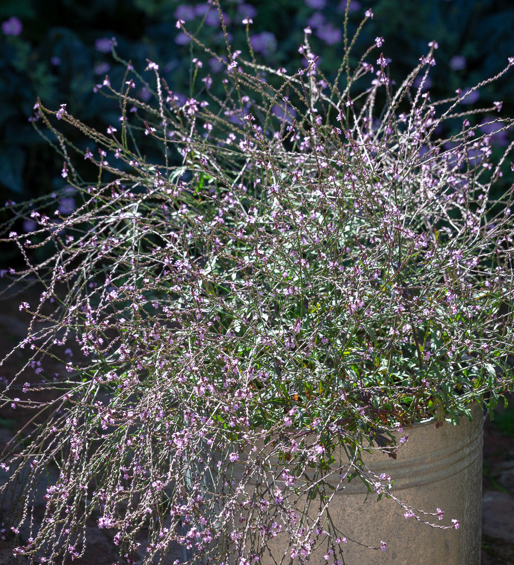 Sarah Raven Verbena Bampton Verbene 3 x 9 cm Topf Rosa