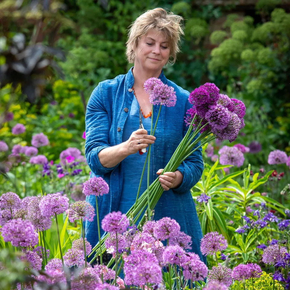 Sarah Raven Bulbs Zierlauch Collection Zwiebeln 30 Stk lila Mix